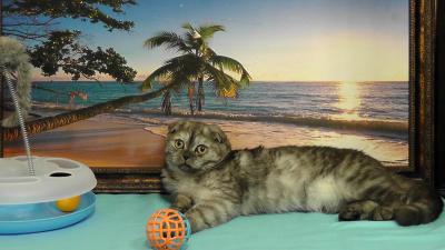 Продам котенка Скотиш фолд - Россия, Сочи. Цена 15000 рублей