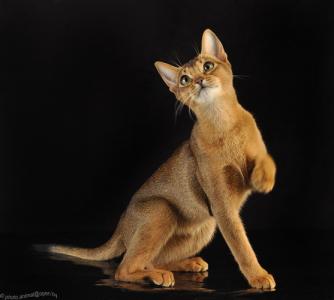 Продам котенка Абиссинская кошка - Беларусь, Кобрин. Цена 500 долларов