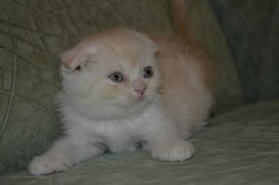 Продам котенка Скотиш фолд - Россия, Краснодар. Цена 8000 рублей