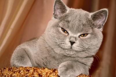 Продам котенка Британская кошка - Казахстан, Усть-Каменогорск. Цена 45000 рублей. Котята из питомника 