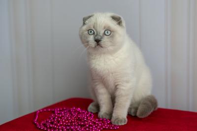 Продам котенка Шотландская вислоухая - Украина, Киев. Цена 400 долларов
