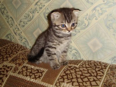 Продам котенка Скотиш фолд - Украина, Киев. Цена 600 гривен