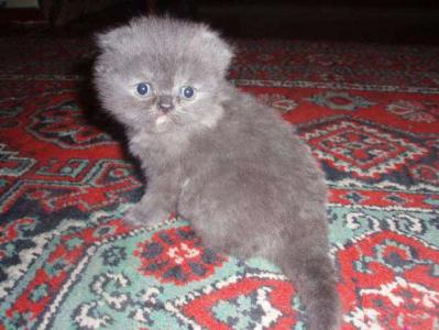 Продам котенка Скотиш фолд - Украина, Днепропетровск, Марганец. Цена 1800 гривен