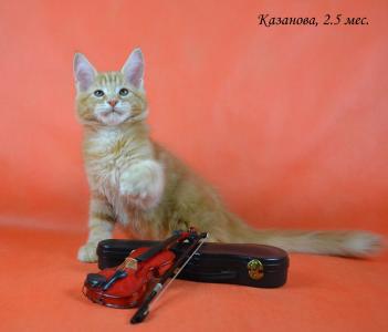 Продам котенка Мейн-кун - Россия, Москва. Цена 30000 рублей