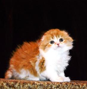 Продам котенка Скотиш фолд - Россия, Нижний Новгород. Цена 35000 рублей