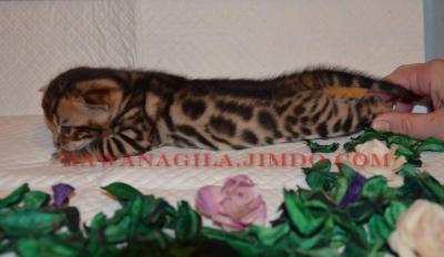Продам котенка Бенгальская кошка - Беларусь, Минск. Цена 600 долларов