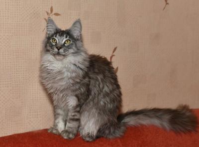 Продам котенка Мейн-кун - Россия, Тамбов. Цена 15000 рублей