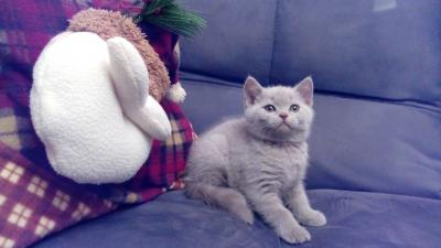Продам котенка Британская кошка - Россия, Калуга. Цена 5000 рублей