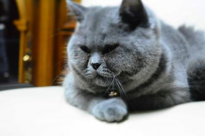 Ищу кошку для вязки Британская кошка - Беларусь, Минск. Цена 900 000 рублей