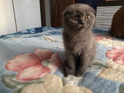 Продам котенка Британская кошка - Россия, Ставрополь. Цена 9000 рублей