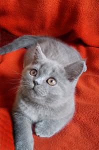 Продам котенка Британская кошка - Россия, Москва. Цена 10.000 рублей