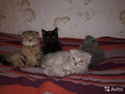 Продам котенка Скотиш фолд - Россия, Московская область, Люберцы. Цена 7000 рублей