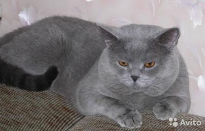 Ищу кошку для вязки Британская кошка - Россия, Краснодар. Цена 2000 рублей