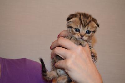 Продам котенка Скотиш фолд - Украина, Донецк. Цена 1000 гривен