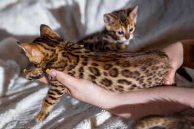 Продам котенка Бенгальская кошка - Россия, Краснодар. Цена 20000 рублей