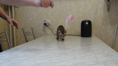 Продам котенка Бенгальская кошка - Россия, Красноярск. Цена 15000 рублей