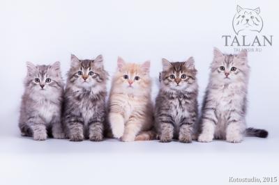 Kittens for sale Сибирская кошка - Россия, Саратов.  Талан - Россия, Саратов