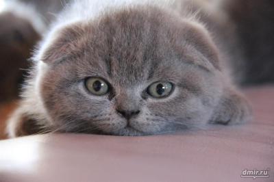 Продам котенка Британская кошка, короткошерстная - Россия, Нижний Новгород. Цена 2000 рублей