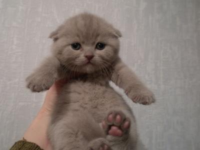 Продам котенка Скотиш фолд - Украина, Львов. Цена 1700 гривен