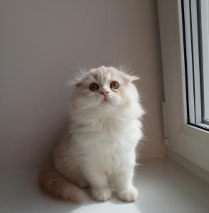 Продам котенка Шотландская вислоухая - Россия, Новосибирск. Цена 10000 рублей