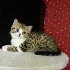 Продам котенка Скотиш страйт - Украина, Запорожье. Цена 5000 гривен