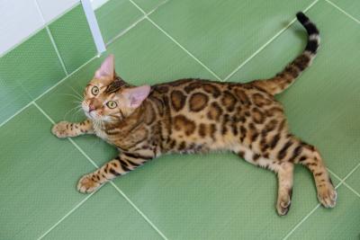 Продам котенка Бенгальская кошка - Россия, Севастополь. Цена 20000 рублей