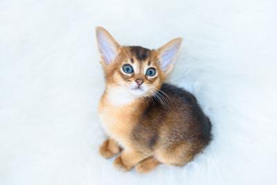 Продам котенка Абиссинская кошка - Россия, Севастополь. Цена 20000 рублей