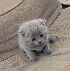 Продам котенка Британская кошка - Россия, Кемерово. Цена 4000 рублей