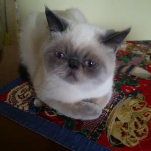 Ищу кошку для вязки Экзотическая кошка - Украина, Киев