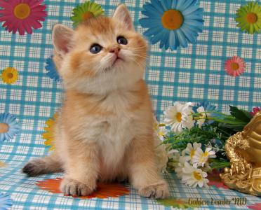 Продам котенка Британская кошка - Молдавия, Кишинёв. Цена 600 евро. Котята из питомника GOLDEN LEADER*MD - Молдавия, Кишинёв
