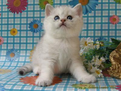 Продам котенка Британская кошка - Молдавия, Кишинёв. Цена 400 евро. Котята из питомника GOLDEN LEADER*MD - Молдавия, Кишинёв