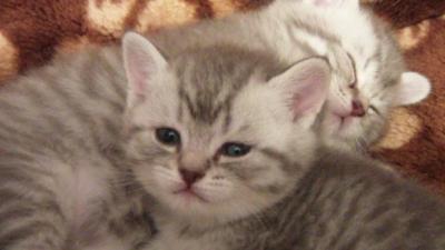 Продам котенка Британская кошка - Россия, Чита. Цена 5000 рублей