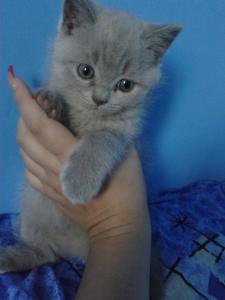 Продам котенка Британская кошка - Беларусь, Гомель. Цена 45 долларов