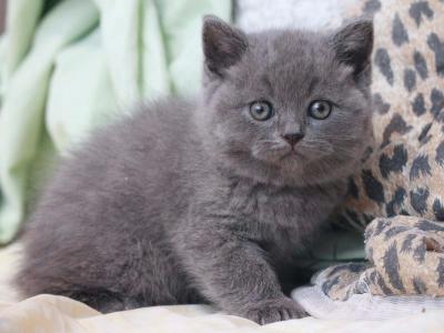 Продам котенка Британская кошка - Россия, Пенза. Цена 2000 рублей