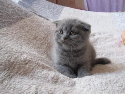 Продам котенка Британская кошка - Россия, Сочи. Цена 5000 рублей