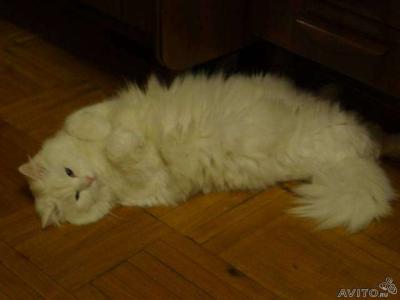 Ищу кошку для вязки Сибирская кошка, белый - Россия, Москва. Цена 1500 рублей