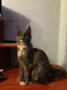 Продам котенка Мейн-кун - Россия, Московская область. Цена 25000 рублей