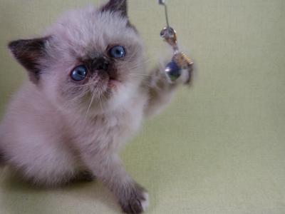 Продам котенка Экзотическая кошка - Россия, Петрозаводск. Цена 1000 долларов
