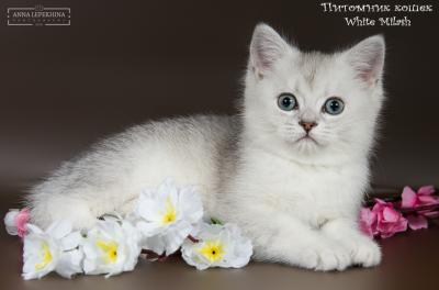 Продам котенка Британская кошка - Россия, Вологда