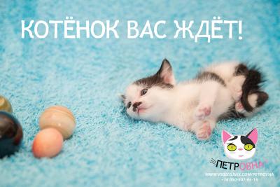 Отдам котят в добрые руки Другая порода/смешанная, дворянская-основянская - Украина, Харьков