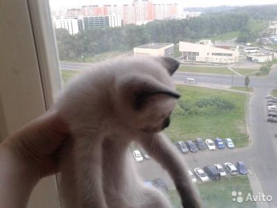 Продам котенка Сиамская кошка - Россия, Москва. Цена 3000 рублей