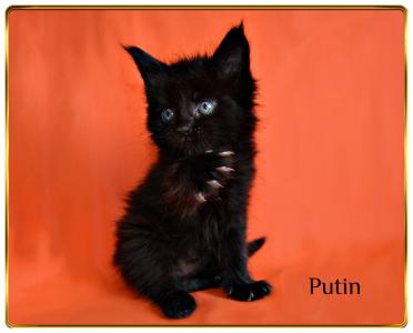 Продам котенка Мейн-кун - Россия, Москва. Цена 35000 рублей