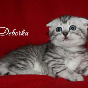 Продам котенка Шотландская вислоухая - Украина, Мариуполь. Цена 500 гривен