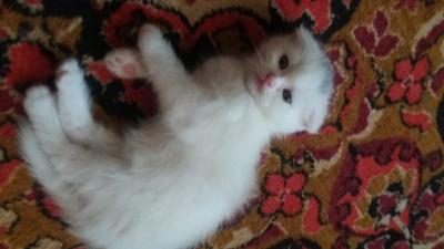 Продам котенка Шотландская вислоухая - Узбекистан, Ташкент, Повсеместно. Цена 50 долларов