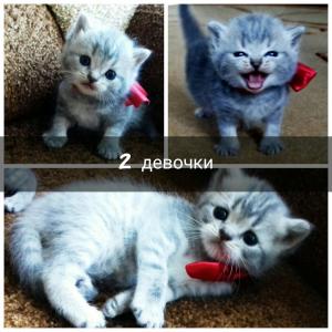Продам котенка Скотиш страйт - Россия, Саранск. Цена 1500 рублей