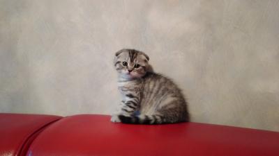 Продам котенка Британская кошка - Украина, Киев. Цена 2000 гривен