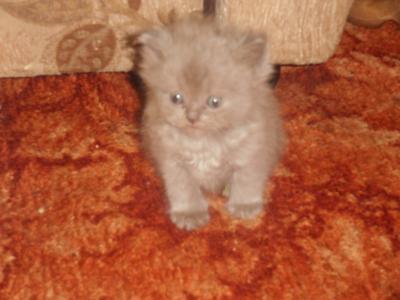 Продам котенка Британская кошка - Россия, Новосибирск. Цена 2500 рублей
