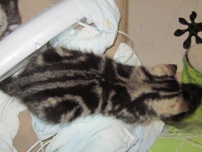 Продам котенка Скотиш страйт - Россия, Самара. Цена 2000 рублей