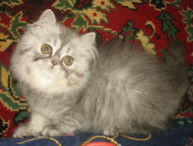 Продам котенка Персидская кошка - Россия, Москва. Цена 5000 рублей