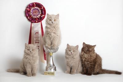 Продам котенка Британская кошка - Россия, Пермь. Цена 15000 рублей